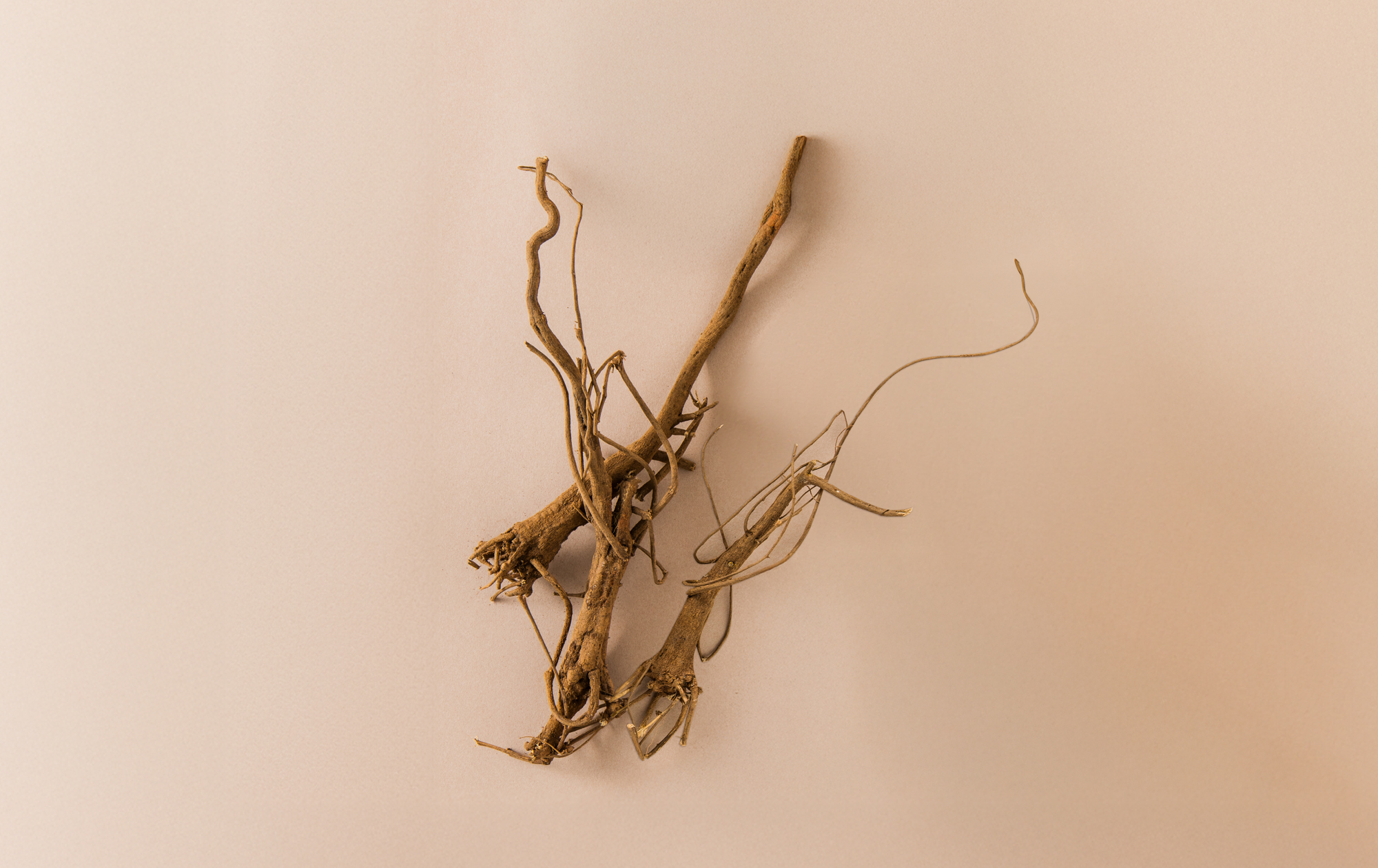 一條根是什麼？金門一條根用途懶人包